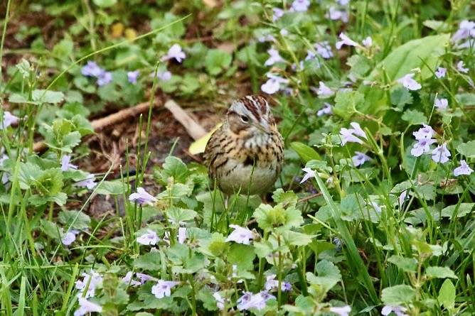 Lincoln's Sparrow by astro/nature guy is licensed under CC BY-NC 2.0.